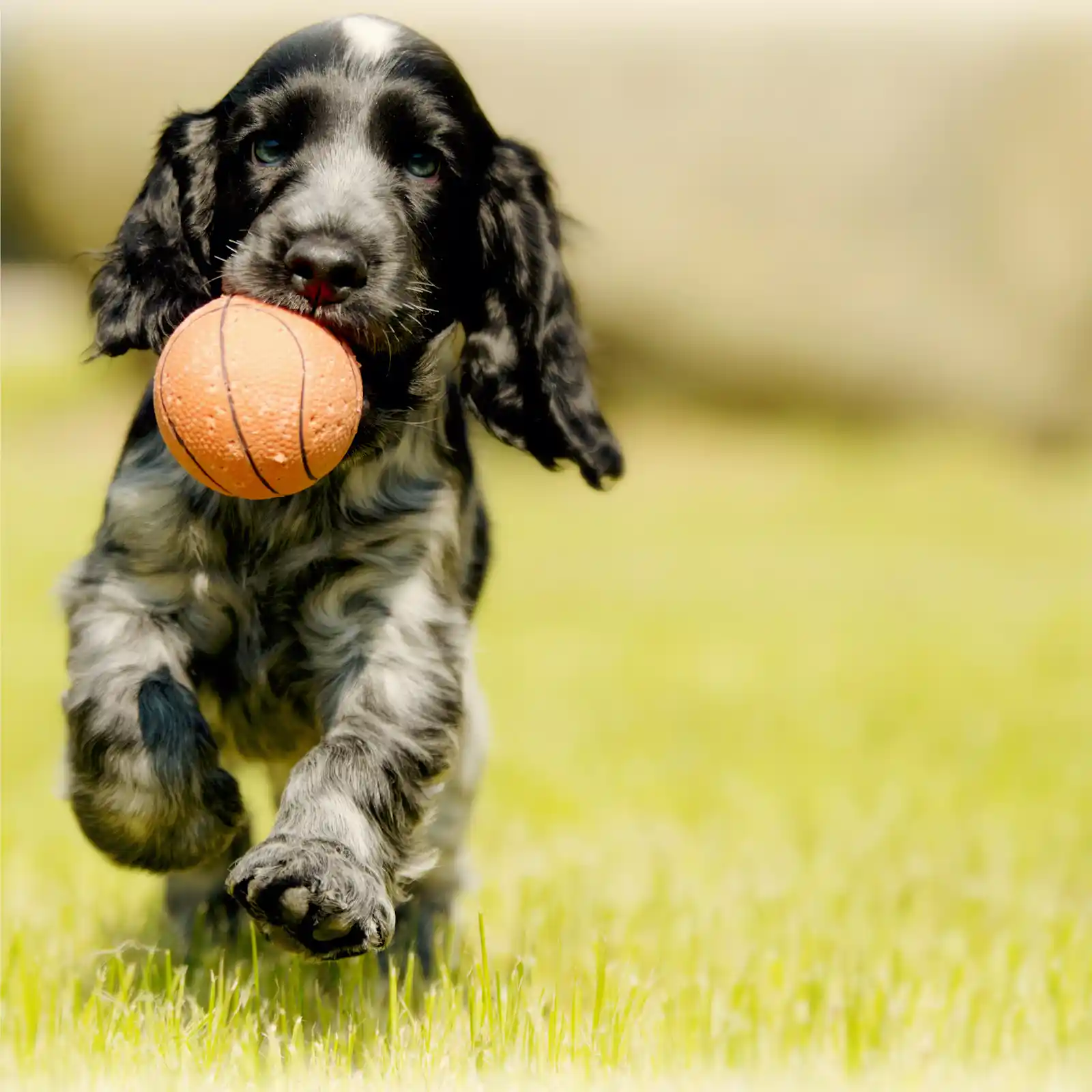hund mit ball