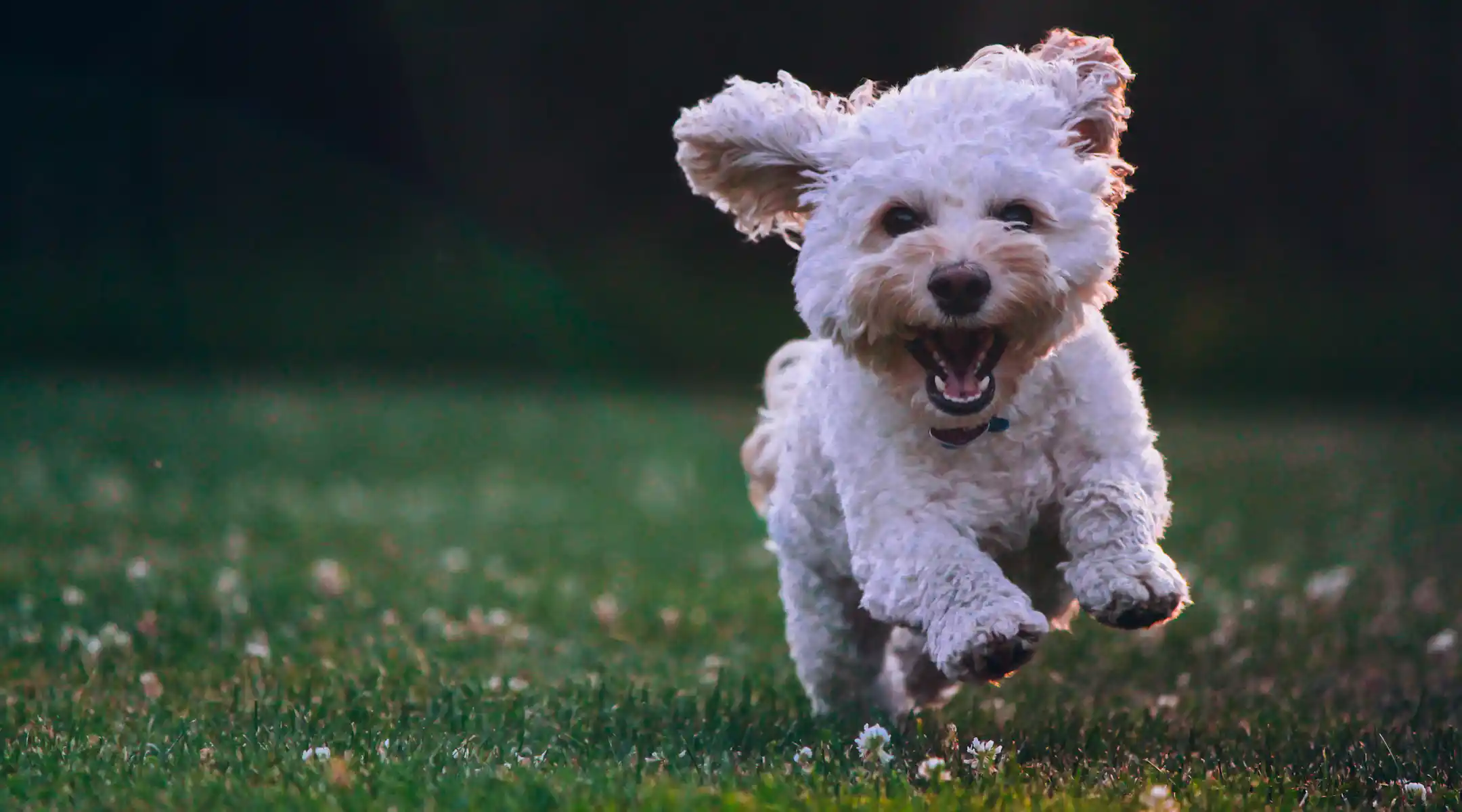Hund laufen