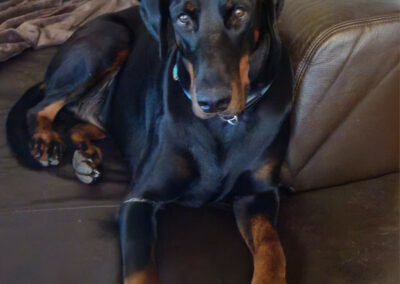dobermann